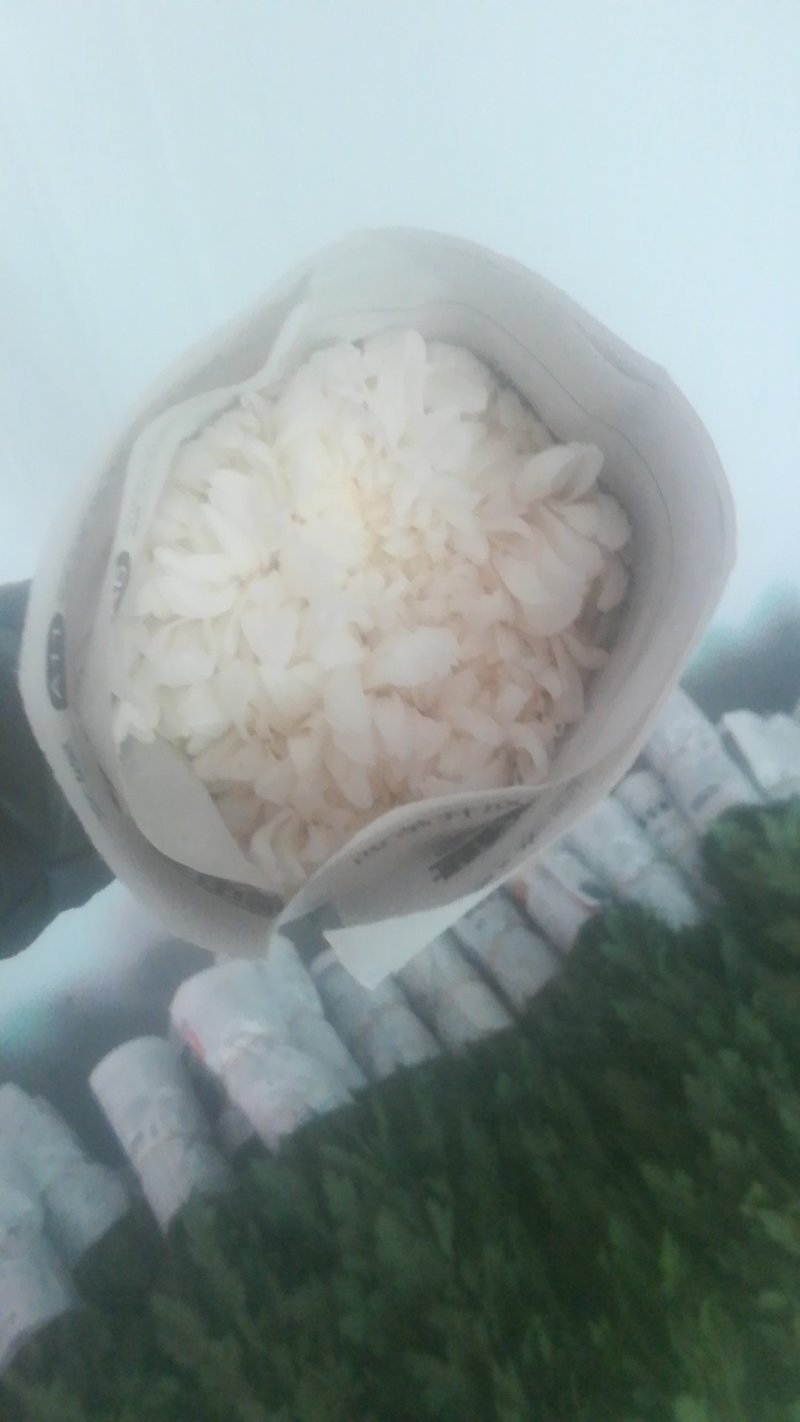 白菊。黄菊