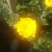 白菊。黄菊
