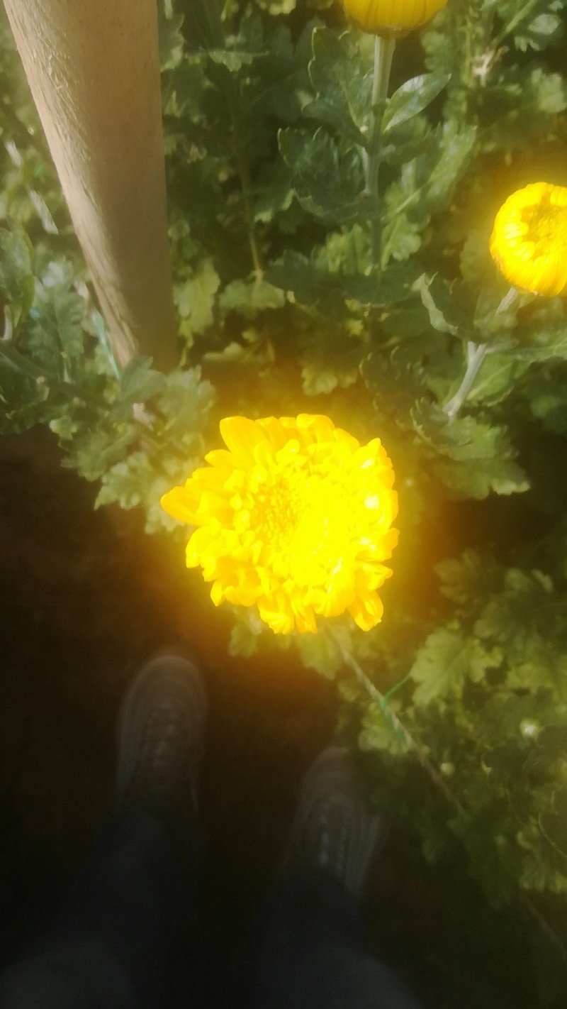 白菊。黄菊