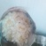 白菊。黄菊