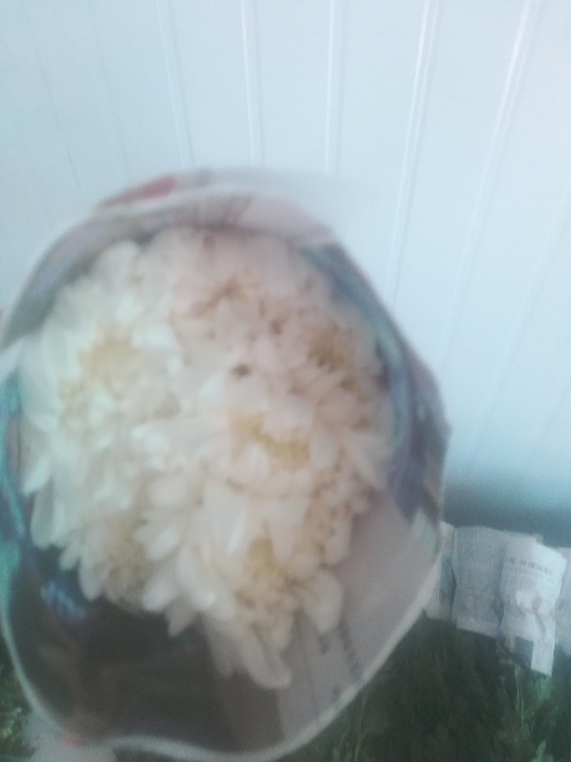 白菊。黄菊
