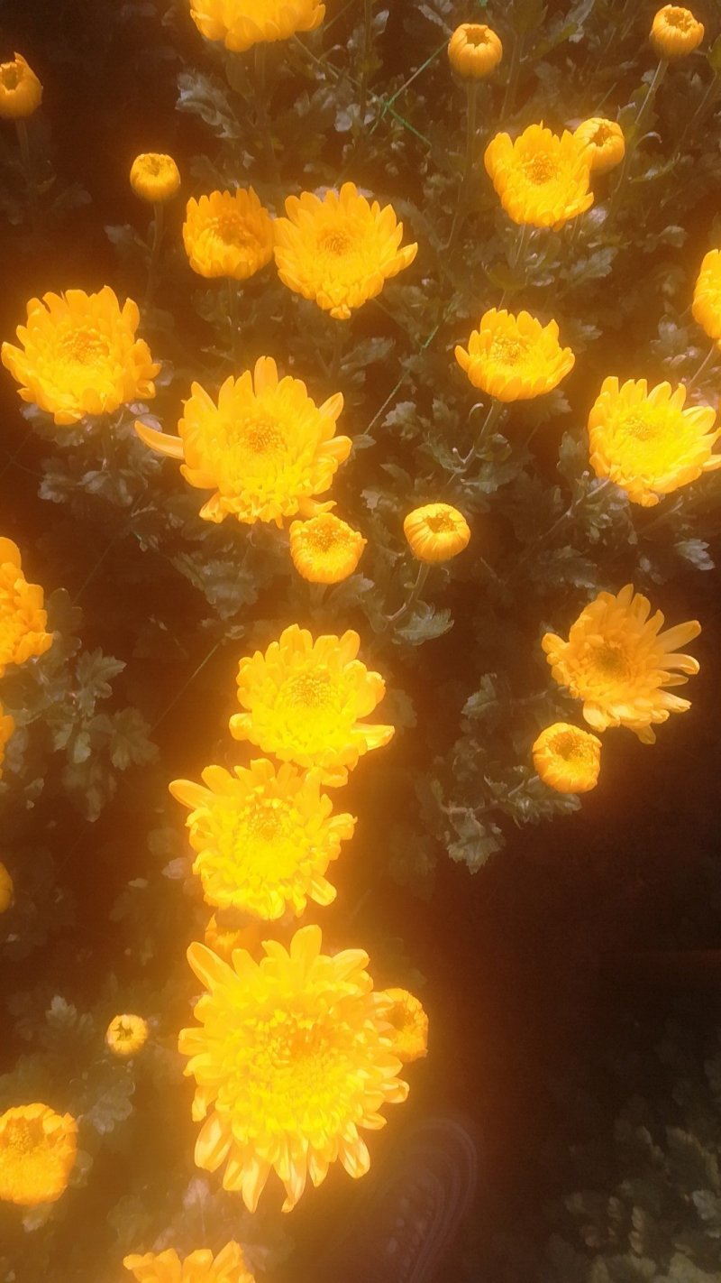 白菊。黄菊