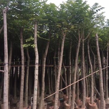 广东普宁火焰木，规格齐全，基地直发，现挖现发，品质保证