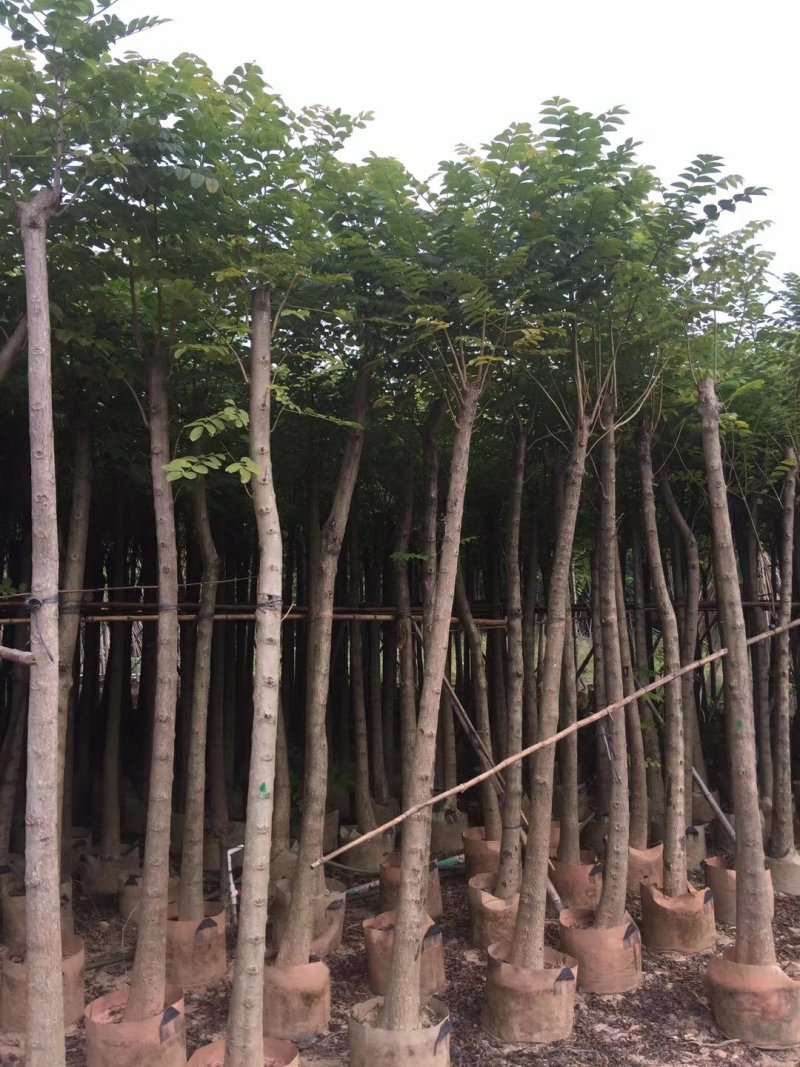 广东普宁火焰木，规格齐全，基地直发，现挖现发，品质保证