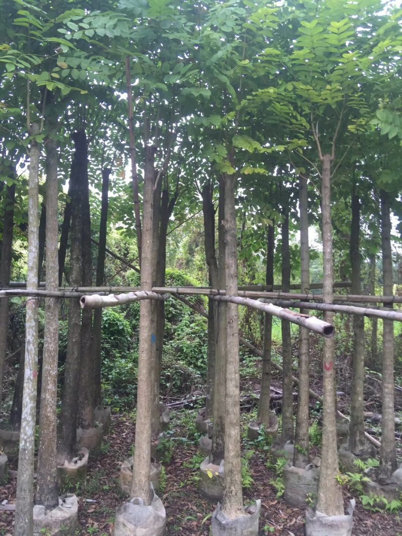 广东普宁火焰木，规格齐全，基地直发，现挖现发，品质保证