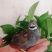 芦丁鸡种鸡