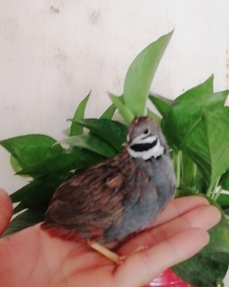 芦丁鸡种鸡