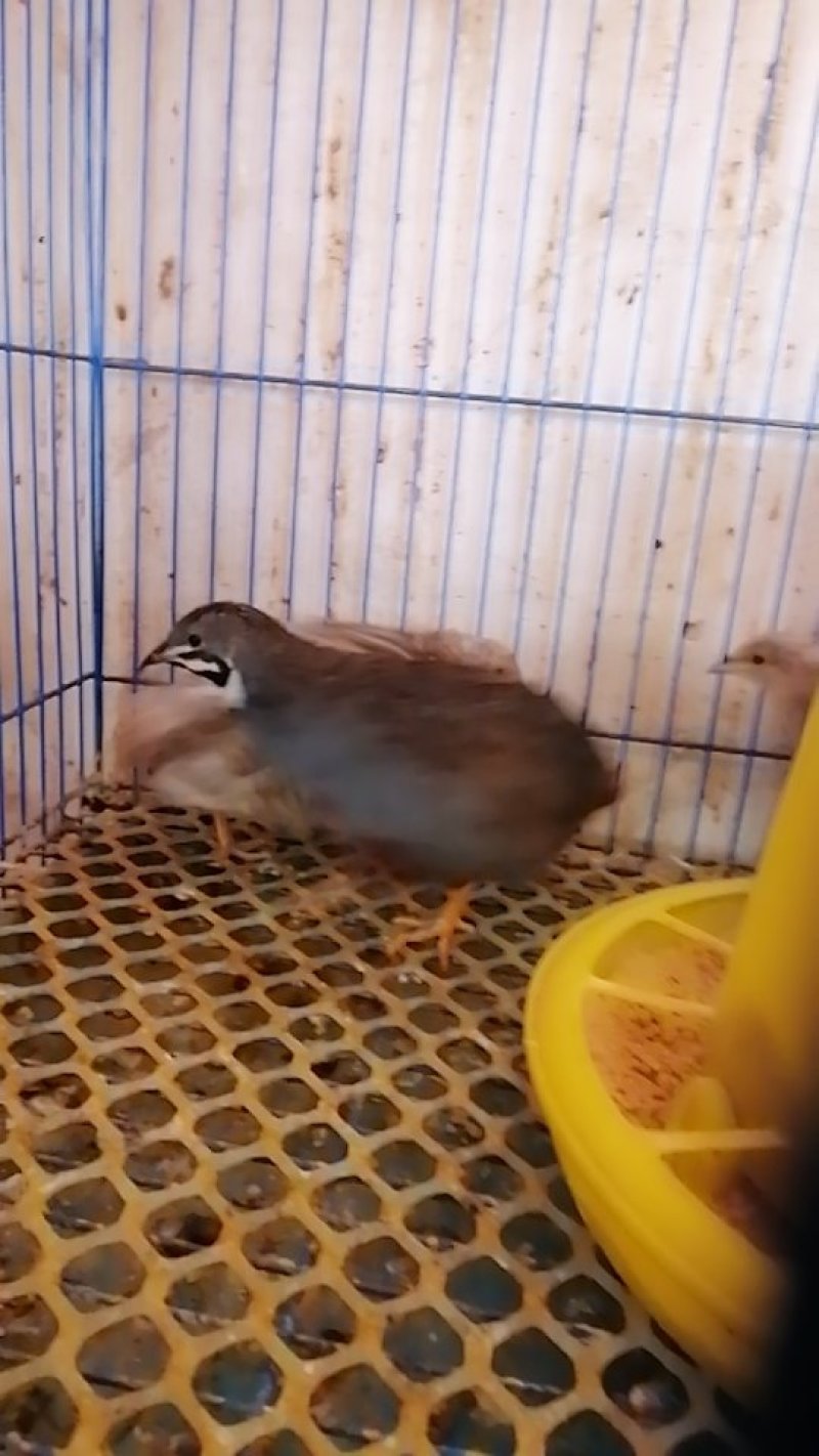 芦丁鸡种鸡