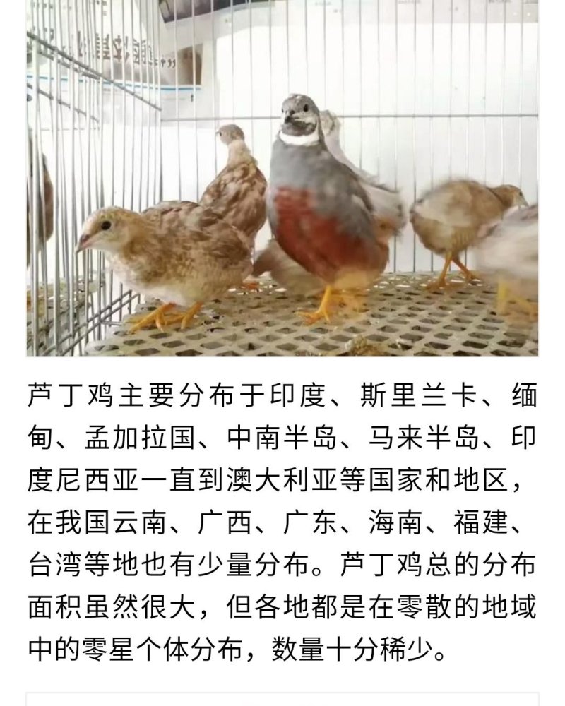 芦丁鸡种鸡