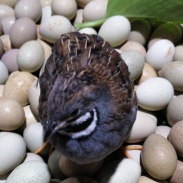 芦丁鸡种鸡