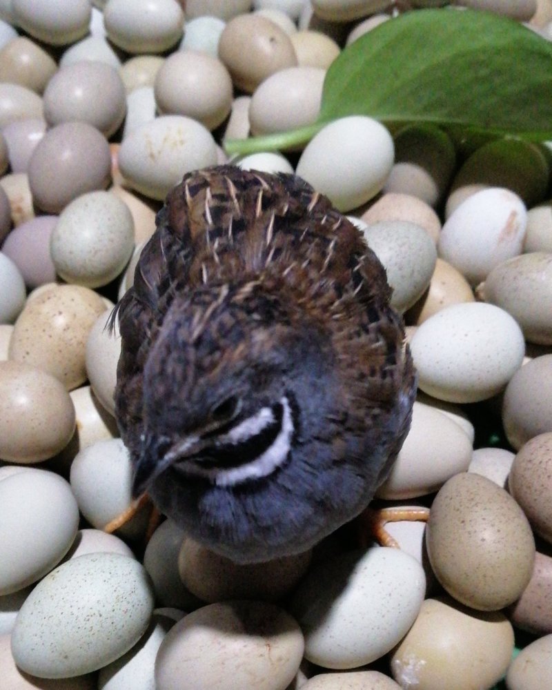 芦丁鸡种鸡