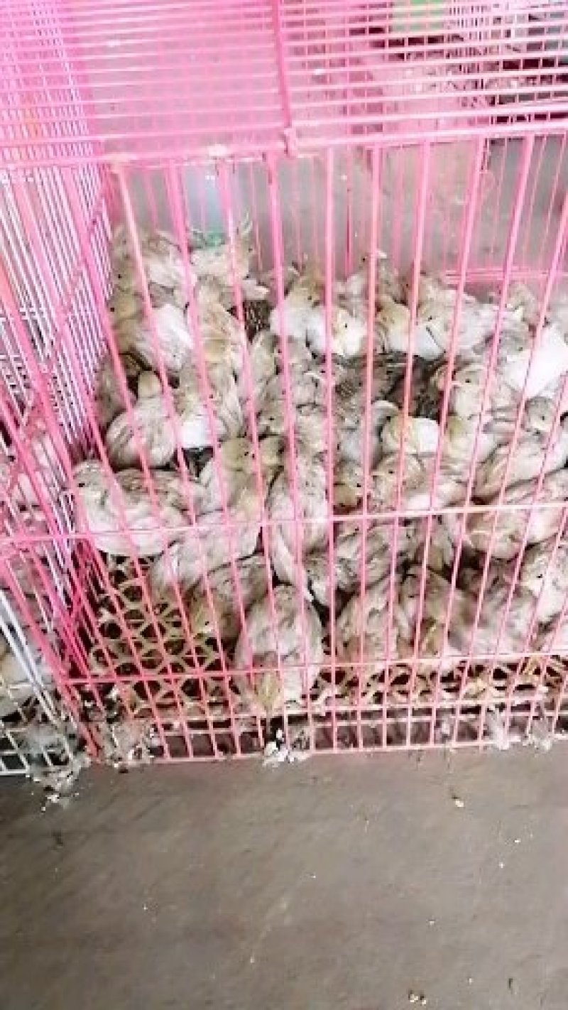 芦丁鸡种鸡