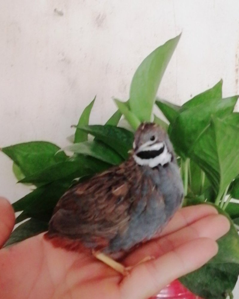 芦丁鸡种鸡