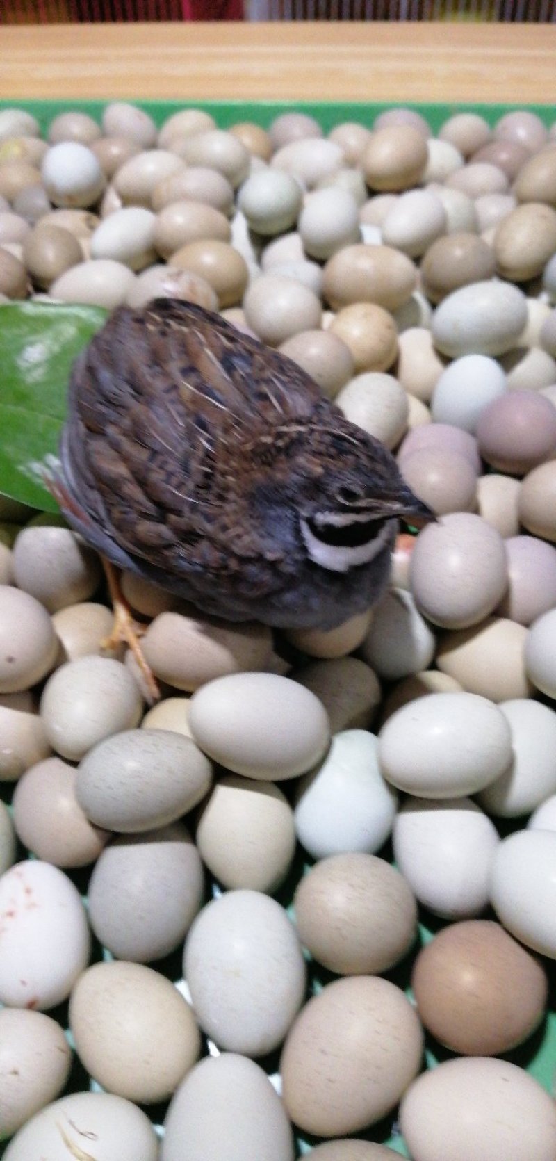 芦丁鸡种鸡