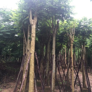 广东火焰木，基地直发，规格齐全，品质保证，提供技术支持