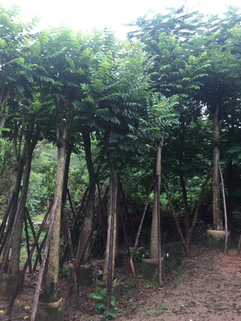 广东火焰木，基地直发，规格齐全，品质保证，提供技术支持