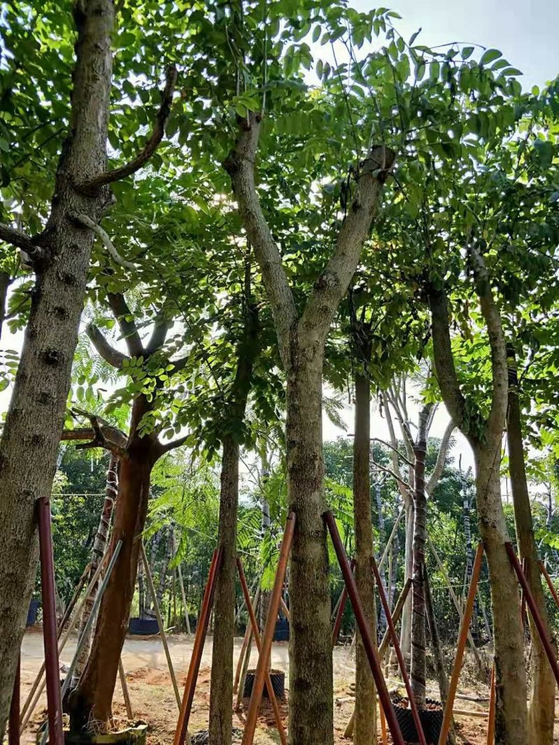 广东火焰木，基地直发，规格齐全，品质保证，提供技术支持