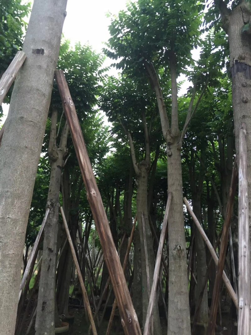 广东火焰木，基地直发，规格齐全，品质保证，提供技术支持