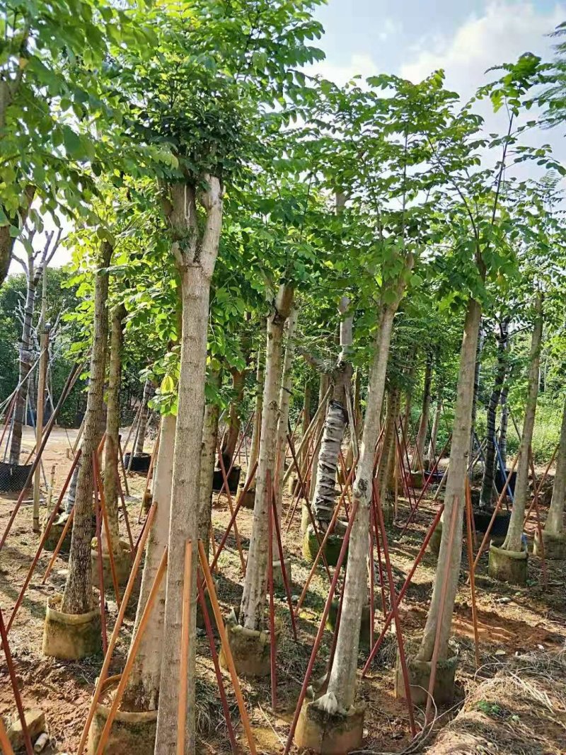 广东火焰木，基地直发，规格齐全，品质保证，提供技术支持