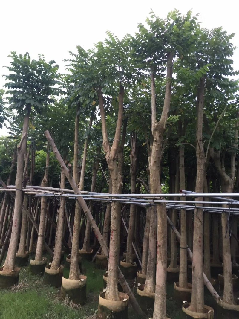 广东火焰木，基地直发，规格齐全，品质保证，提供技术支持