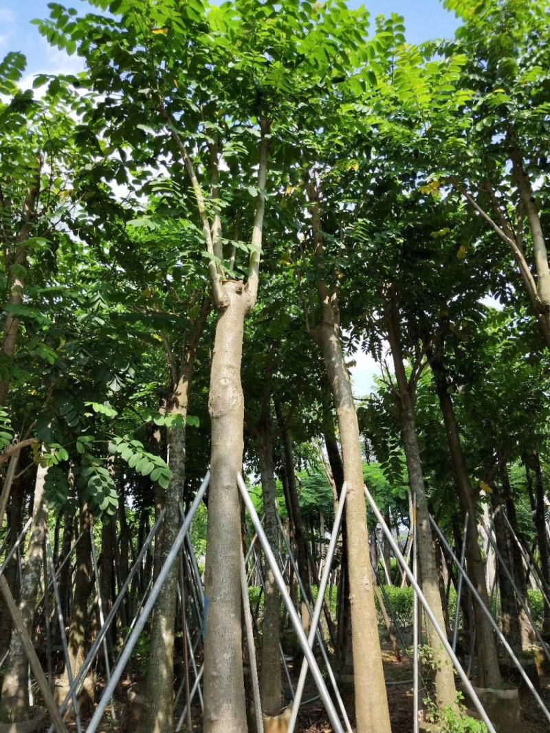 广东火焰木，基地直发，规格齐全，品质保证，提供技术支持