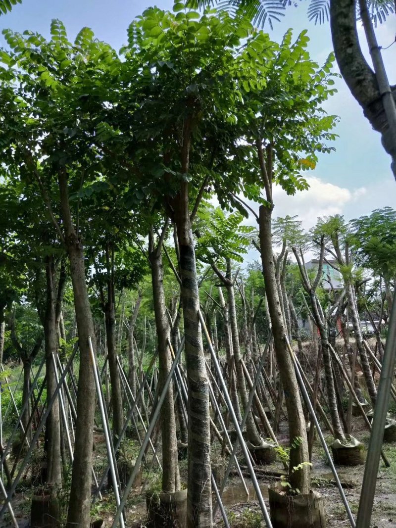 广东火焰木，基地直发，规格齐全，品质保证，提供技术支持