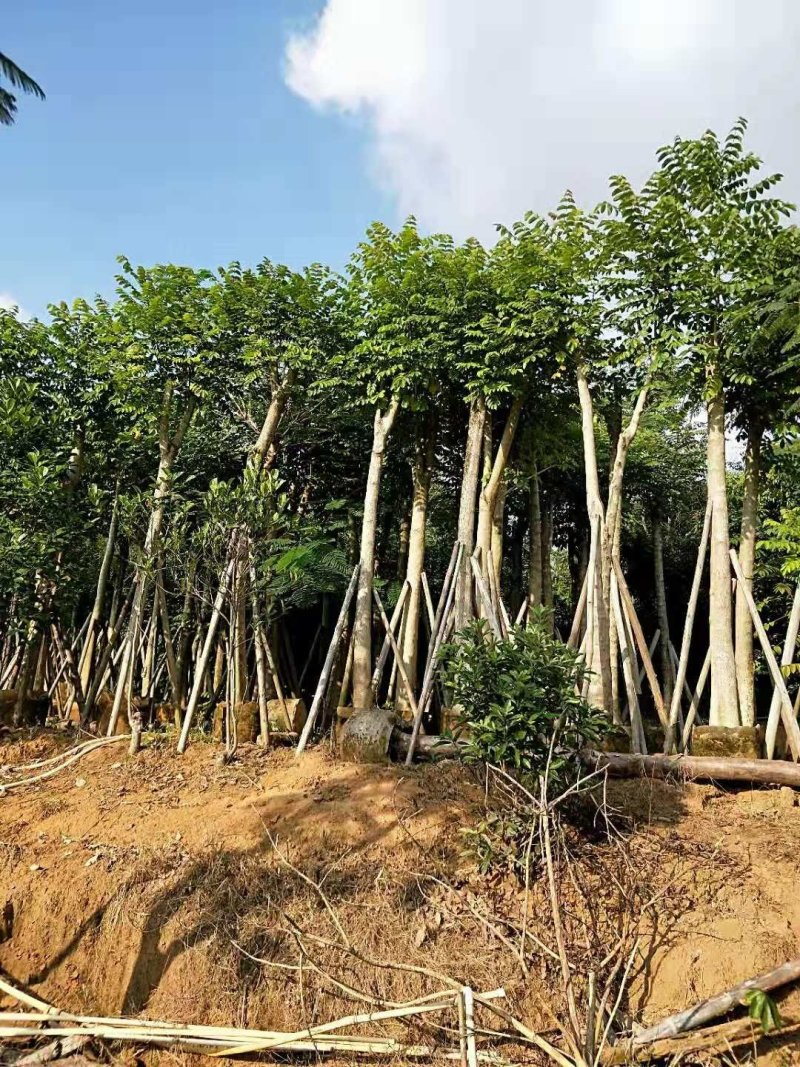 广东火焰木，基地直发，规格齐全，品质保证，提供技术支持