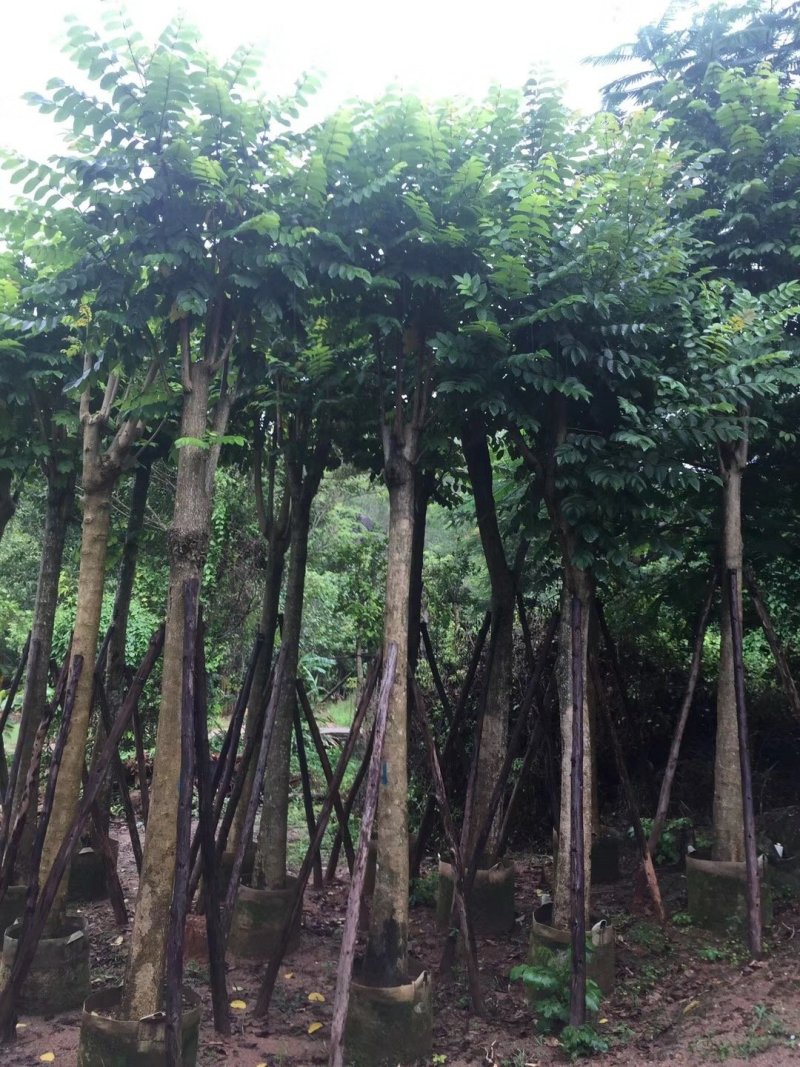 广东火焰木，基地直发，规格齐全，品质保证，提供技术支持