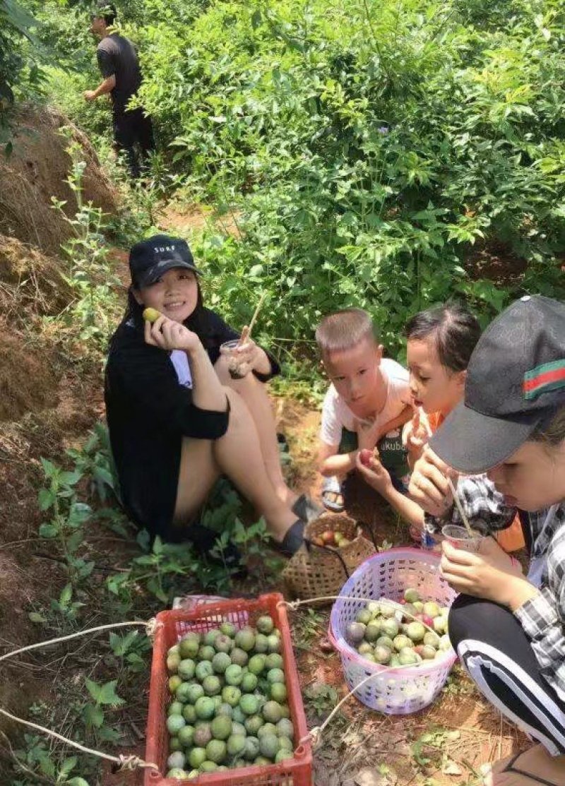 三华李树苗赢翡晚熟早熟三华李苗嫁接苗大果