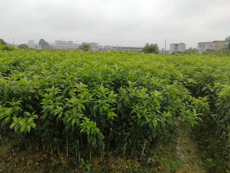 三华李树苗赢翡晚熟早熟三华李苗嫁接苗大果