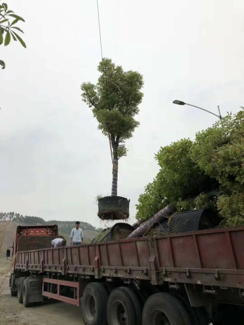 广东精品樟树，香樟树，15-25公分，现挖现发，基地直发
