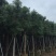 广东精品樟树，香樟树，15-25公分，现挖现发，基地直发