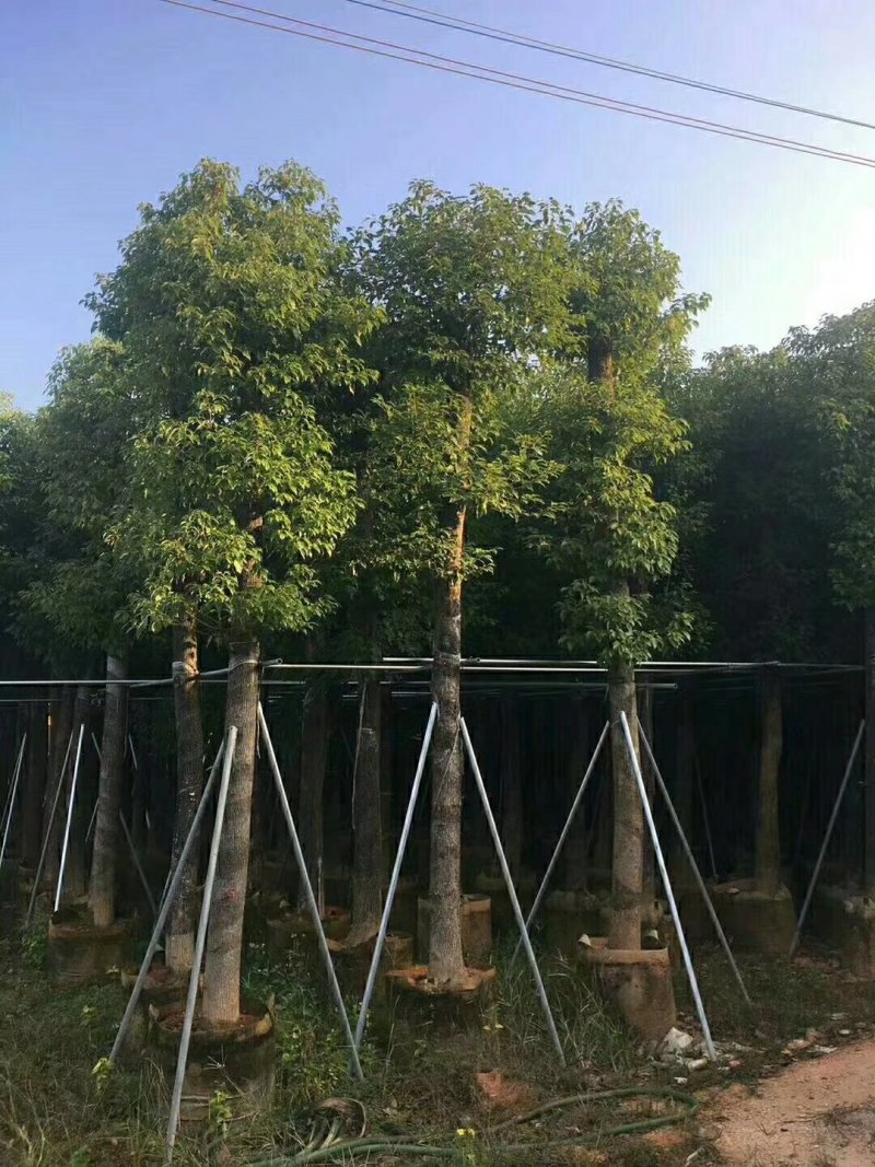 广东精品樟树，香樟树，15-25公分，现挖现发，基地直发