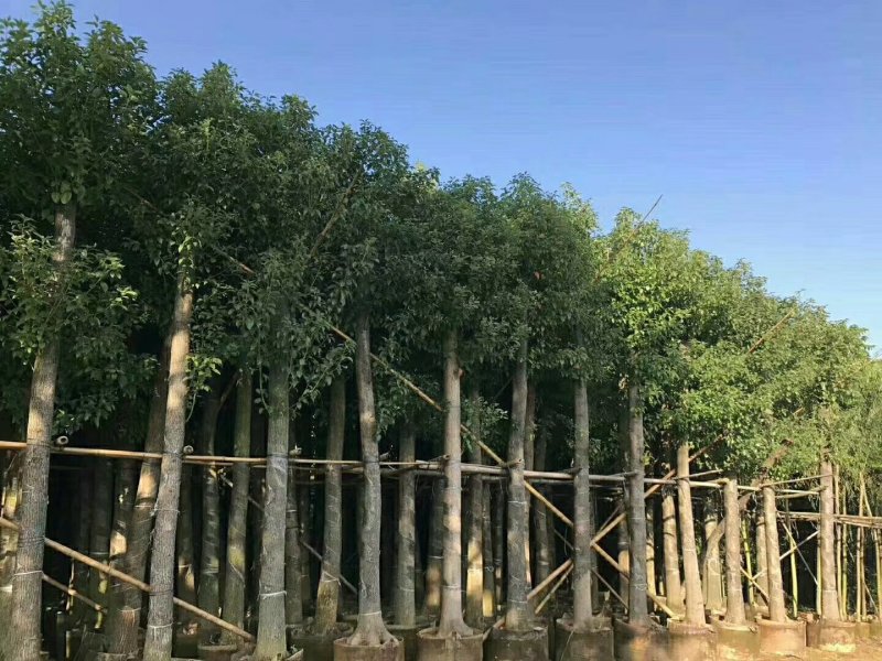 广东精品樟树，香樟树，15-25公分，现挖现发，基地直发