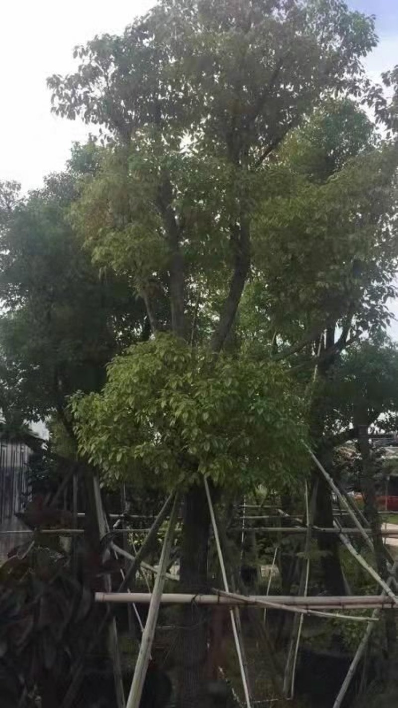 广东精品樟树，香樟树，15-25公分，现挖现发，基地直发
