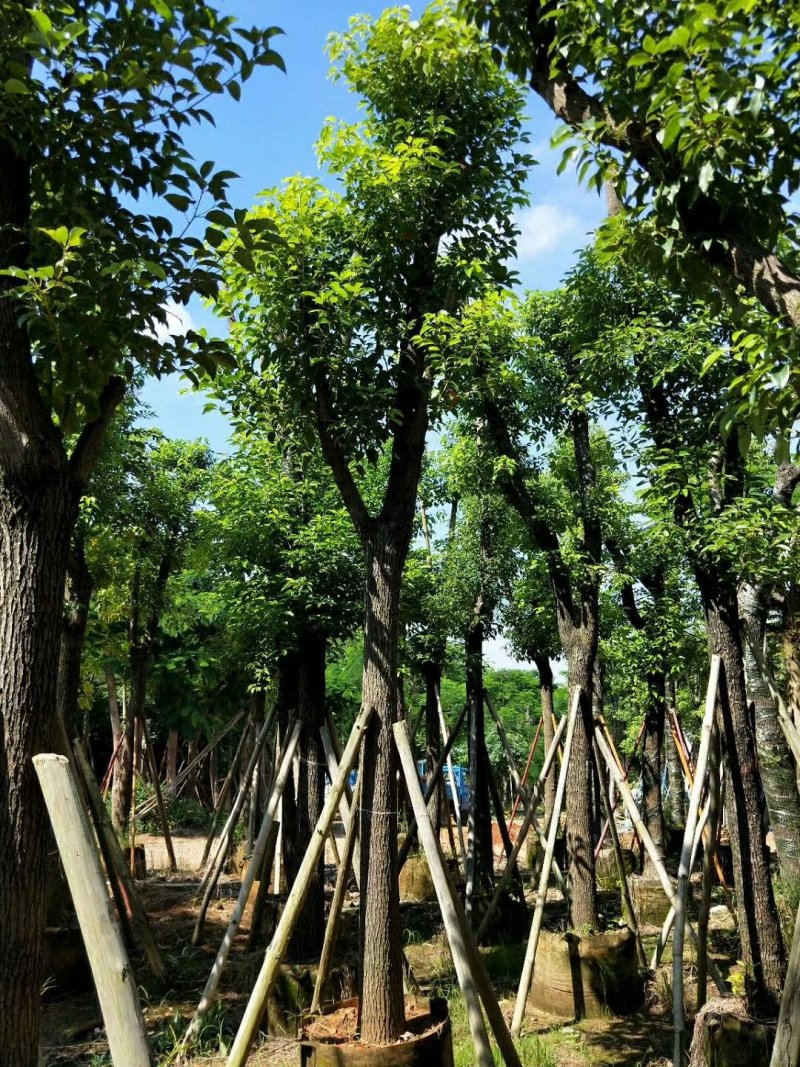 广东精品樟树，香樟树，15-25公分，现挖现发，基地直发