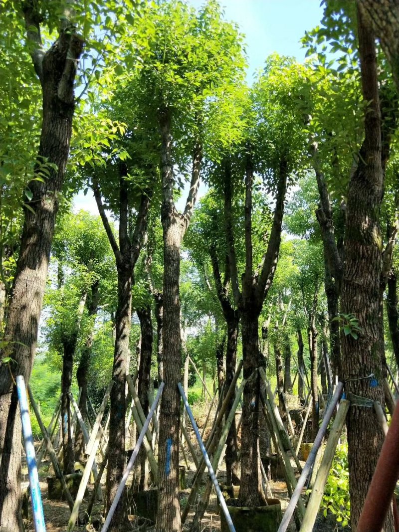 广东精品樟树，香樟树，15-25公分，现挖现发，基地直发