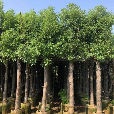 广东精品樟树，香樟树，15-25公分，现挖现发，基地直发