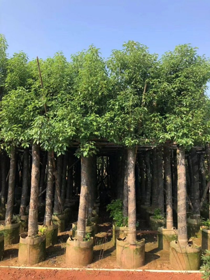 广东精品樟树，香樟树，15-25公分，现挖现发，基地直发