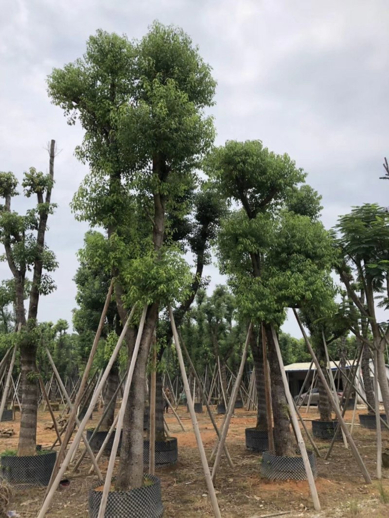 广东精品樟树，香樟树，15-25公分，现挖现发，基地直发