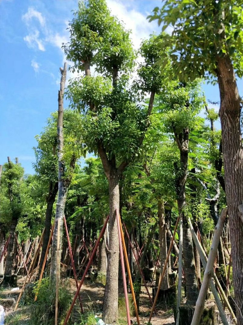 广东精品樟树，香樟树，15-25公分，现挖现发，基地直发