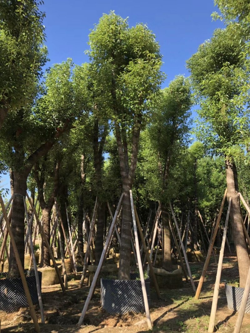 广东精品樟树，香樟树，15-25公分，现挖现发，基地直发
