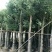广东精品樟树，香樟树，15-25公分，现挖现发，基地直发