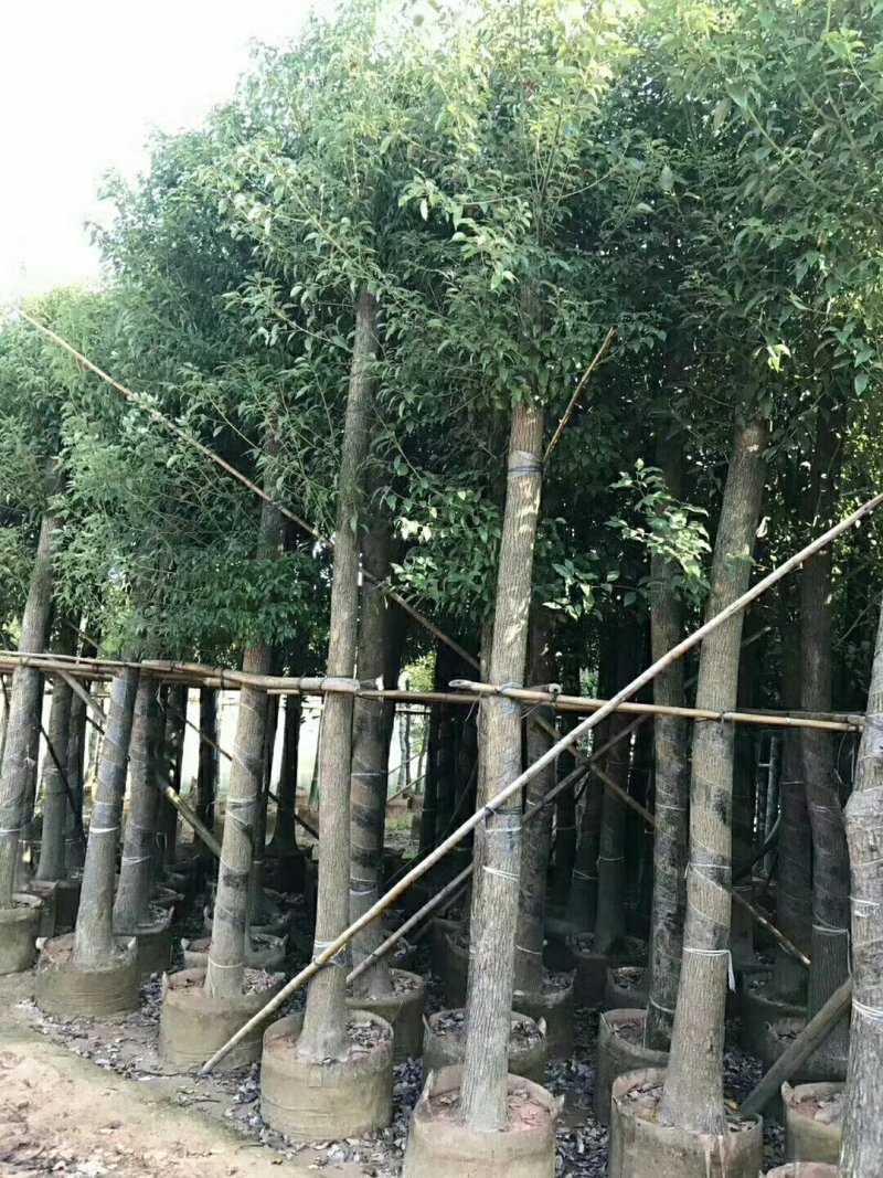 广东精品樟树，香樟树，15-25公分，现挖现发，基地直发