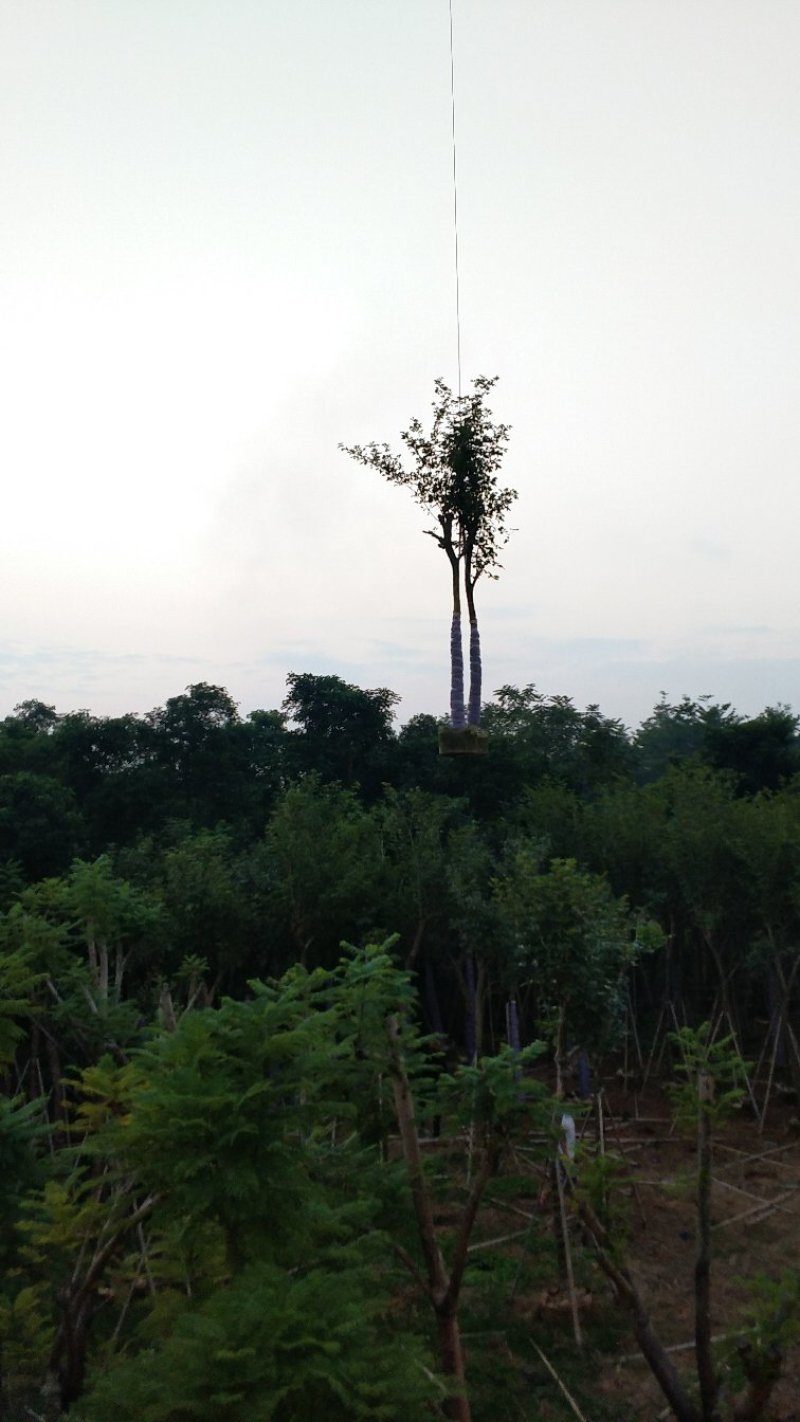 广东普宁黄花风铃木，产地直发，现挖现发，量大从优，可视频