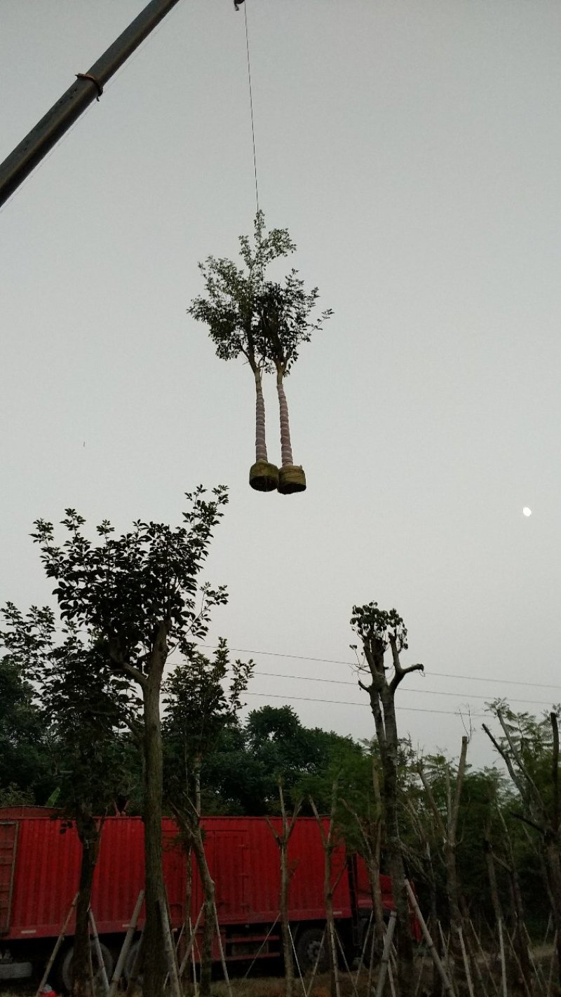 广东普宁黄花风铃木，产地直发，现挖现发，量大从优，可视频