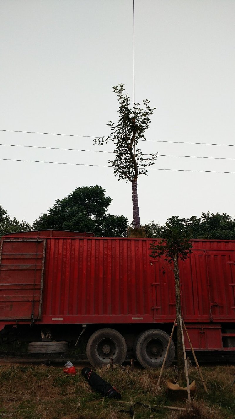 广东普宁黄花风铃木，产地直发，现挖现发，量大从优，可视频
