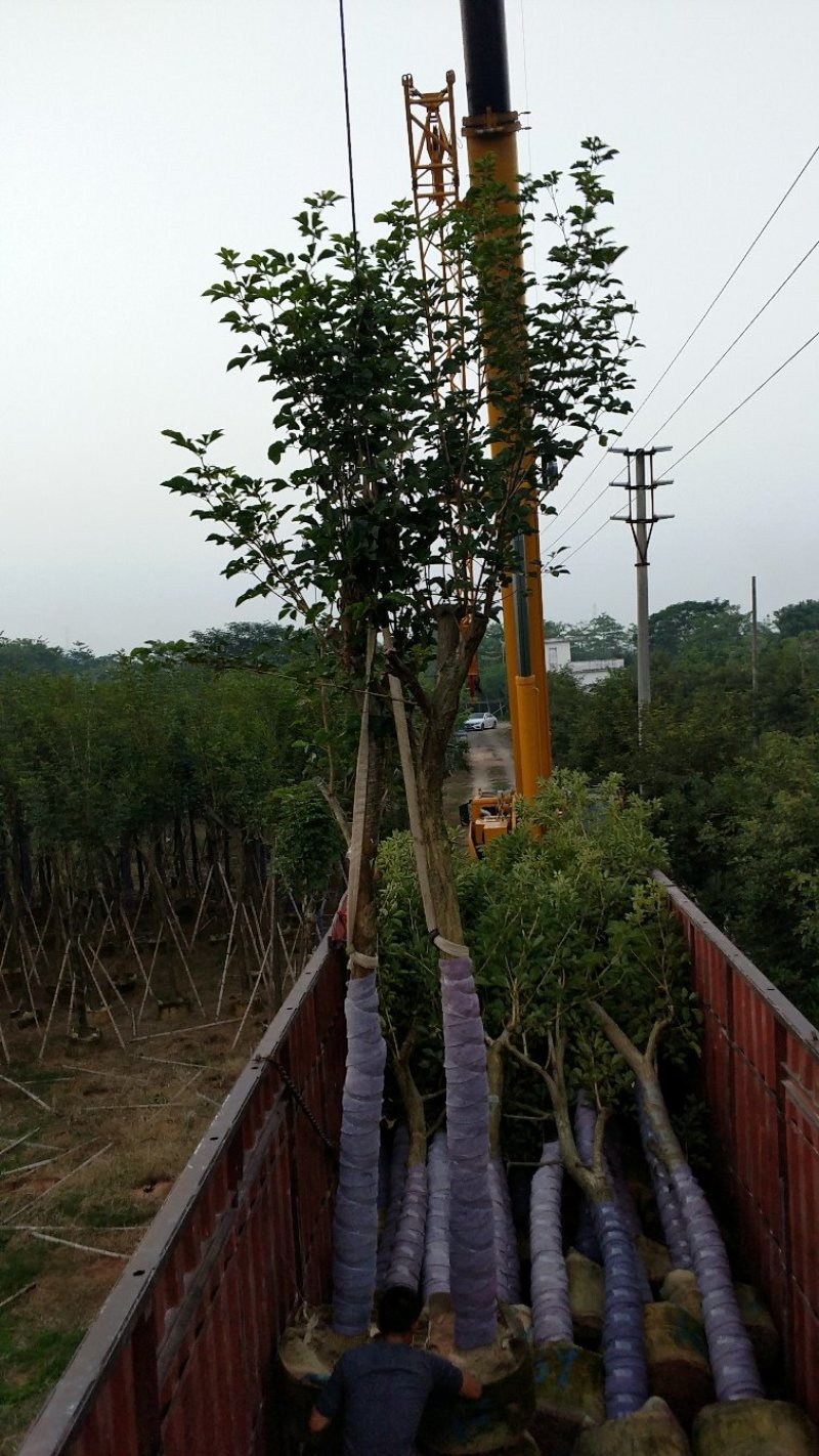 广东普宁黄花风铃木，产地直发，现挖现发，量大从优，可视频