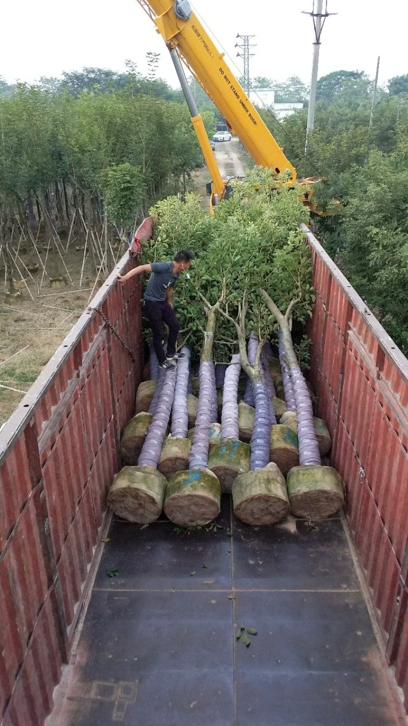 广东普宁黄花风铃木，产地直发，现挖现发，量大从优，可视频