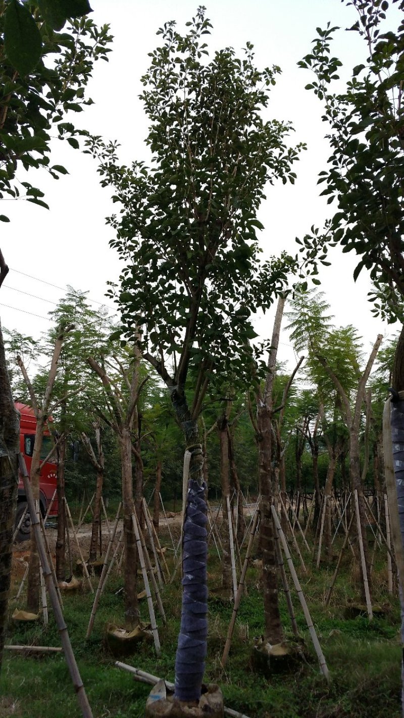 广东普宁黄花风铃木，产地直发，现挖现发，量大从优，可视频